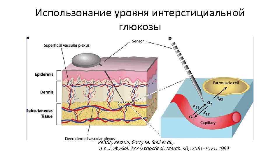 Использование уровня интерстициальной глюкозы Rebrin, Kerstin, Garry M. Steil et al. , Am. J.