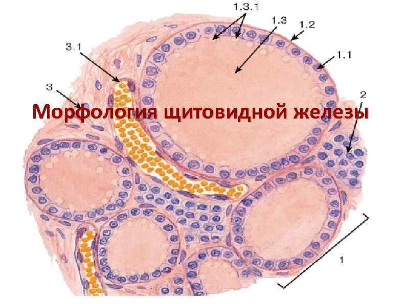 Морфология щитовидной железы 