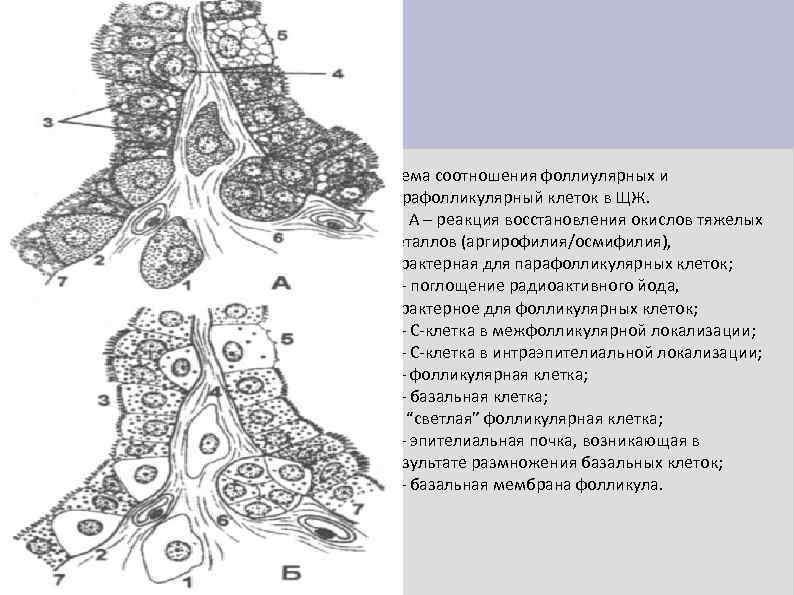 Схема соотношения фоллиулярных и парафолликулярный клеток в ЩЖ. А – реакция восстановления окислов тяжелых