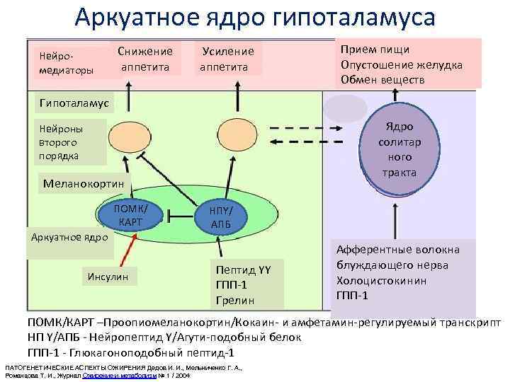 Схема регуляции пищевого поведения