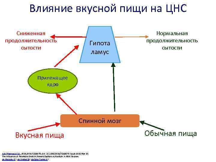 Влияние вкусной пищи на ЦНС Сниженная продолжительность сытости Гипота ламус Нормальная продолжительность сытости Прилежащее