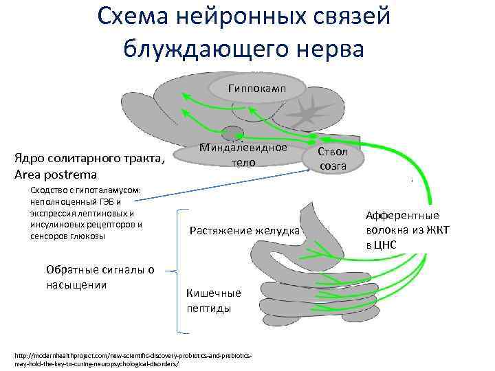 Схема нейронных связей блуждающего нерва Гиппокамп Ядро солитарного тракта, Area postrema Сходство с гипоталамусом: