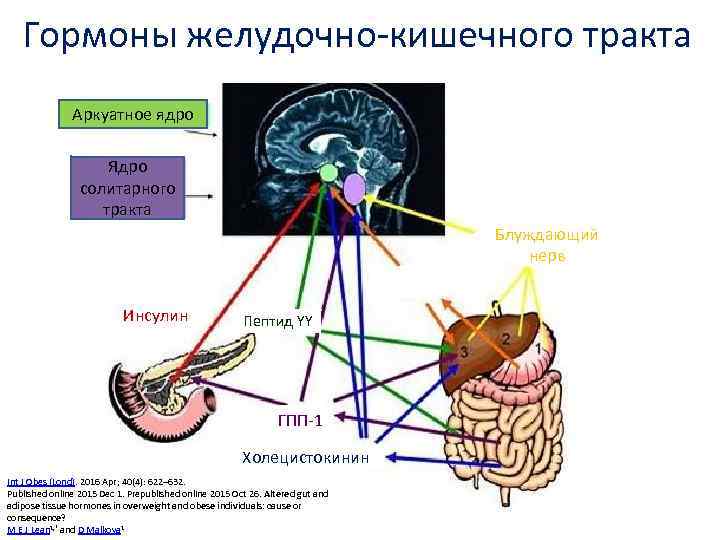 Гормоны желудочно-кишечного тракта Аркуатное ядро Ядро солитарного тракта Блуждающий нерв Инсулин Пептид YY ГПП-1