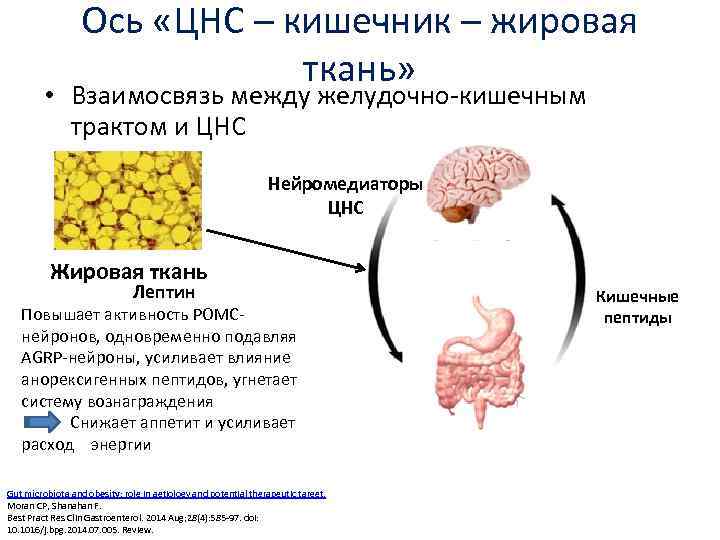 Схема регуляции пищевого поведения