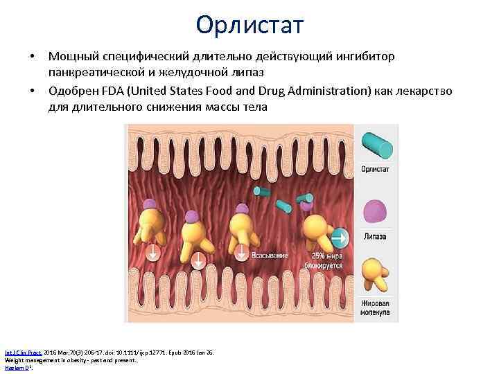 Орлистат • • Мощный специфический длительно действующий ингибитор панкреатической и желудочной липаз Одобрен FDA