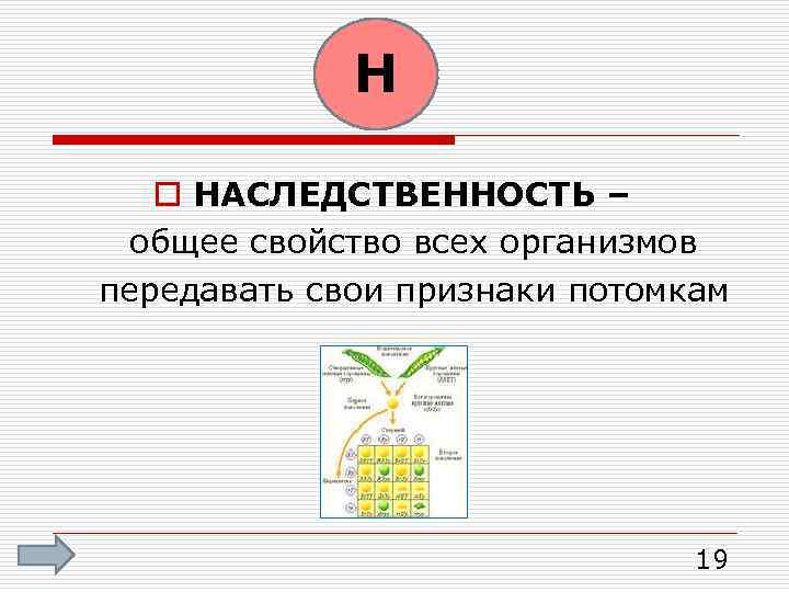 Н o НАСЛЕДСТВЕННОСТЬ – общее свойство всех организмов передавать свои признаки потомкам 19 