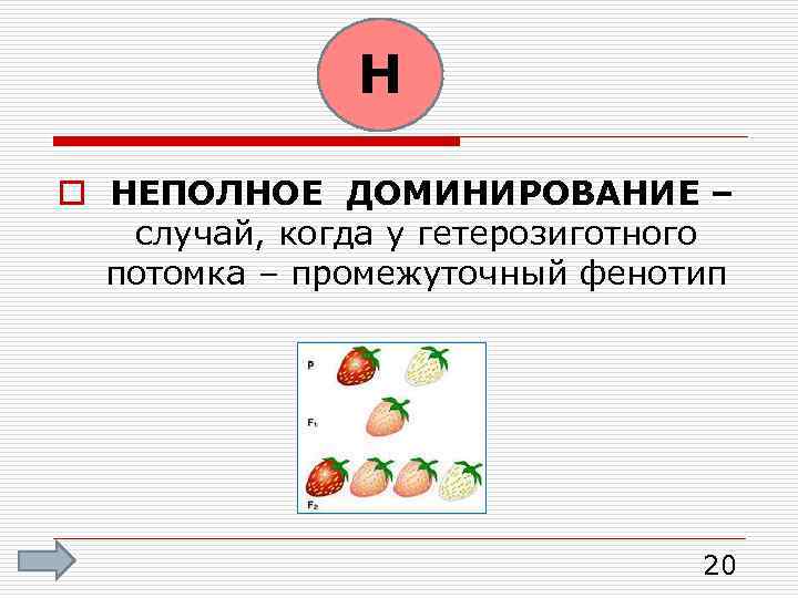 Н o НЕПОЛНОЕ ДОМИНИРОВАНИЕ – случай, когда у гетерозиготного потомка – промежуточный фенотип 20