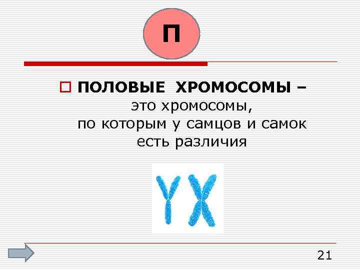 П o ПОЛОВЫЕ ХРОМОСОМЫ – это хромосомы, по которым у самцов и самок есть