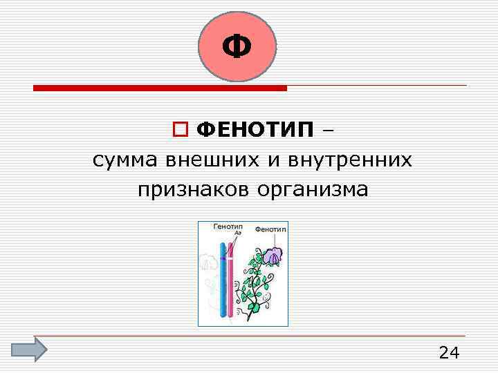 Ф o ФЕНОТИП – сумма внешних и внутренних признаков организма 24 