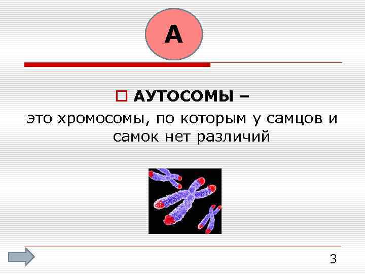 А o АУТОСОМЫ – это хромосомы, по которым у самцов и самок нет различий