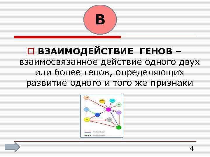 В o ВЗАИМОДЕЙСТВИЕ ГЕНОВ – взаимосвязанное действие одного двух или более генов, определяющих развитие