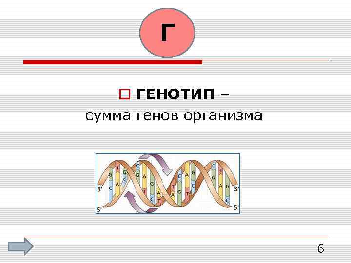 Г o ГЕНОТИП – сумма генов организма 6 