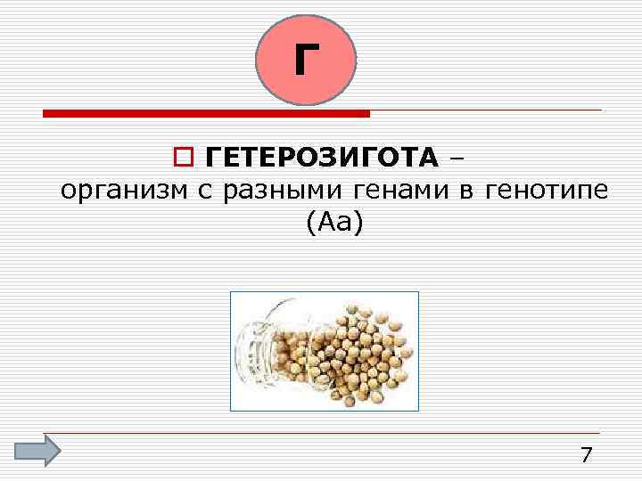 Г o ГЕТЕРОЗИГОТА – организм с разными генами в генотипе (Аа) 7 