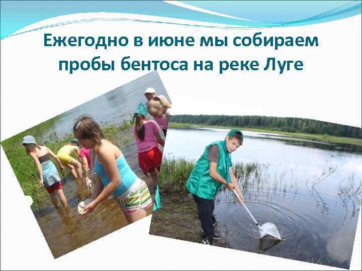 Ежегодно в июне мы собираем пробы бентоса на реке Луге 