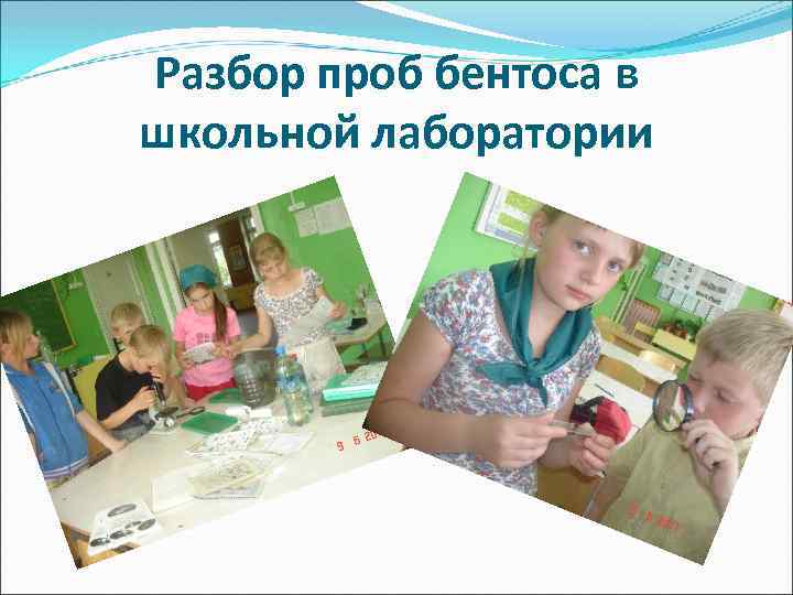 Разбор проб бентоса в школьной лаборатории 