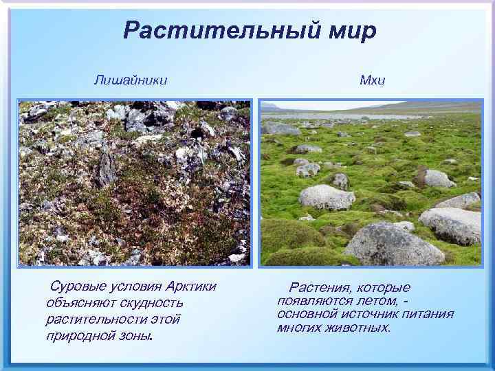 Растительный мир Лишайники Суровые условия Арктики объясняют скудность растительности этой природной зоны. Мхи Растения,