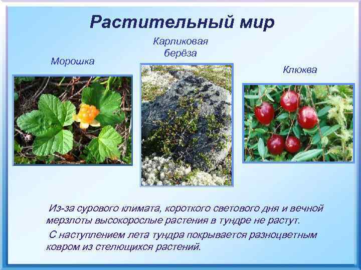Растительный мир Морошка Карликовая берёза Клюква Из-за сурового климата, короткого светового дня и вечной