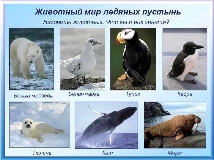Животный мир ледяных пустынь Назовите животных. Что вы о них знаете? Белый медведь Тюлень