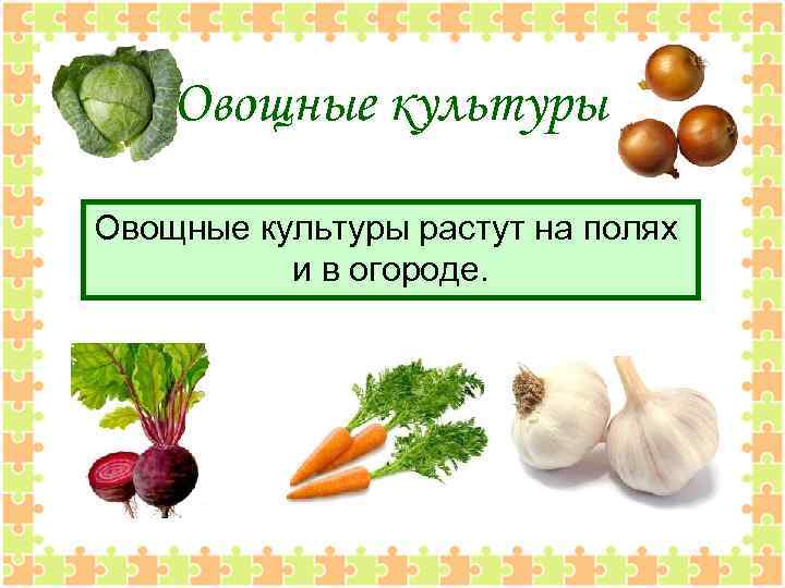 Овощные культуры растут на полях и в огороде. 