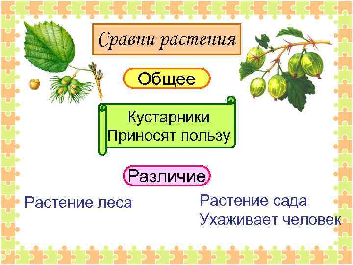 Сравни растения Общее Кустарники Приносят пользу Различие Растение леса Растение сада Ухаживает человек 