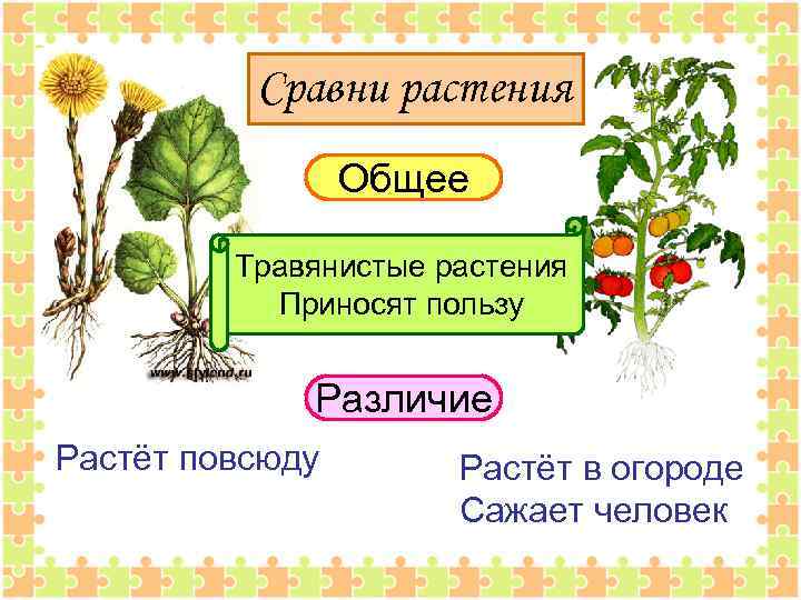 Сравни растения Общее Травянистые растения Приносят пользу Различие Растёт повсюду Растёт в огороде Сажает