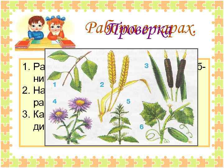 Рисунки культурных растений