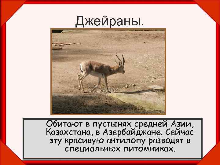 Джейраны. Обитают в пустынях средней Азии, Казахстана, в Азербайджане. Сейчас эту красивую антилопу разводят