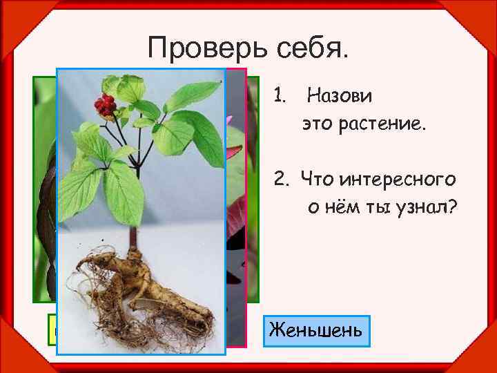 Проверь себя. 1. Назови это растение. 2. Что интересного о нём ты узнал? Венерин