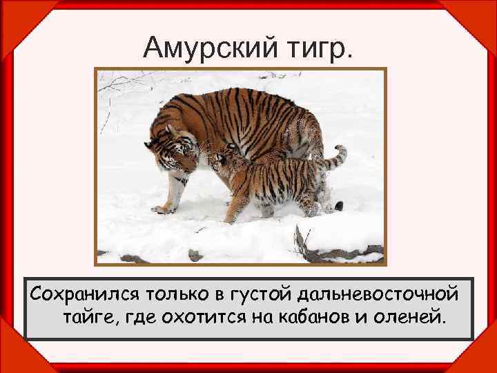 Амурский тигр. Сохранился только в густой дальневосточной тайге, где охотится на кабанов и оленей.