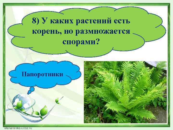 8) У каких растений есть корень, но размножается спорами? Папоротники 