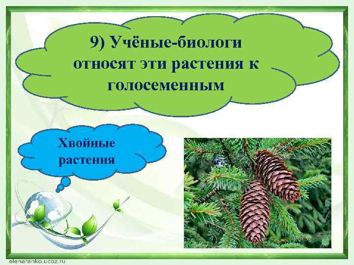 9) Учёные-биологи относят эти растения к голосеменным Хвойные растения 