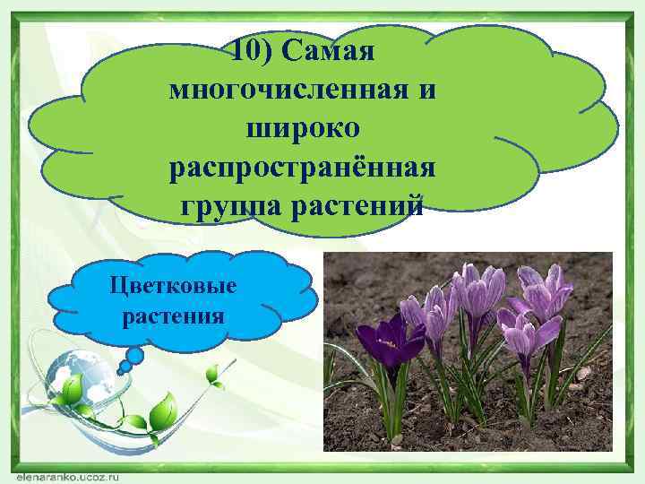 10) Самая многочисленная и широко распространённая группа растений Цветковые растения 