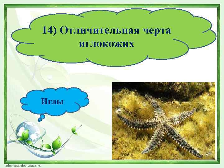 14) Отличительная черта иглокожих Иглы 