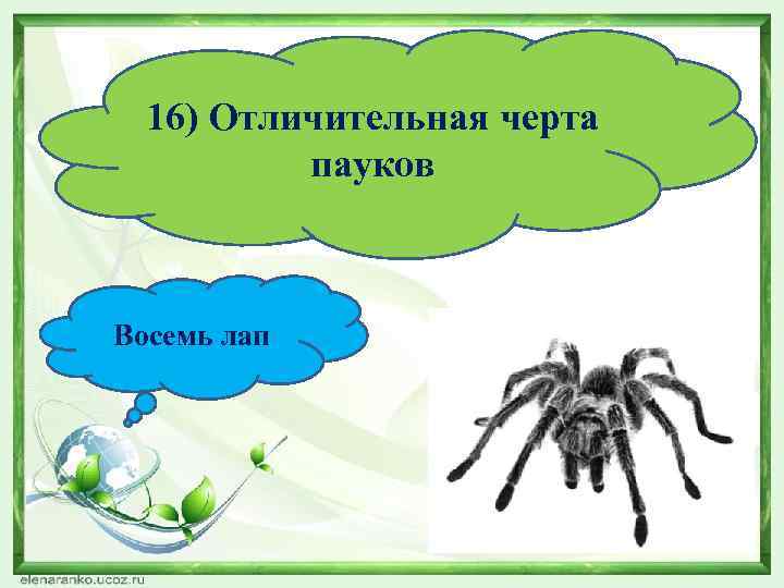 16) Отличительная черта пауков Восемь лап 