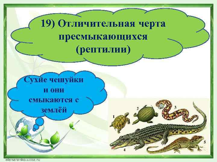 19) Отличительная черта пресмыкающихся (рептилии) Сухие чешуйки и они смыкаются с землёй 