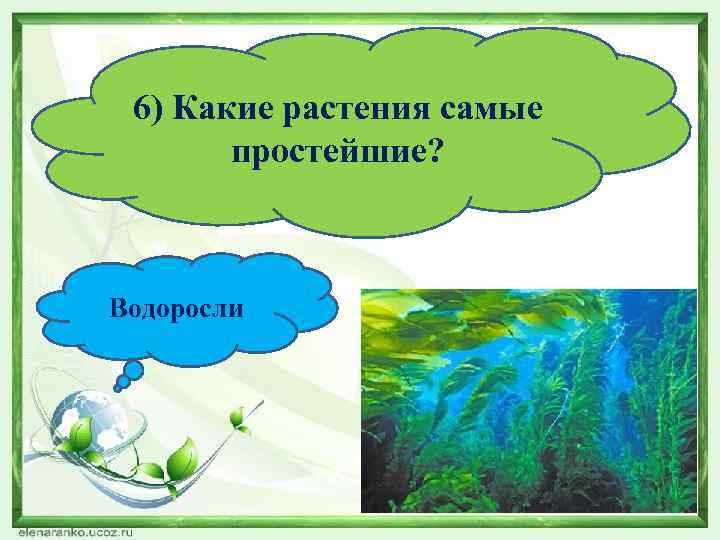 6) Какие растения самые простейшие? Водоросли 