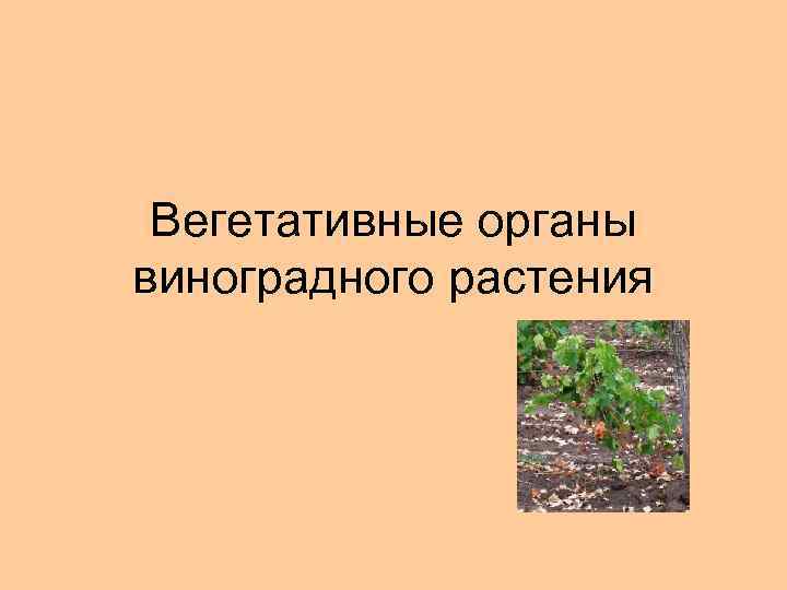 Вегетативные органы виноградного растения 