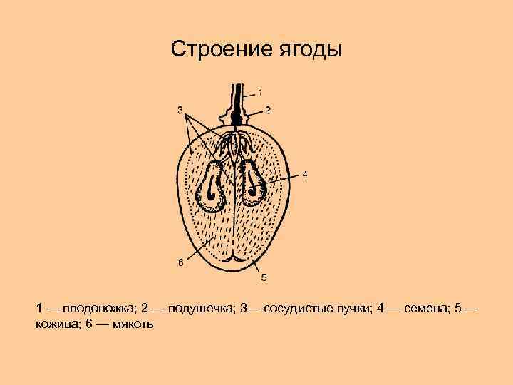 Части ягоды. Строение плода ягода. Строение плода винограда. Строение плода винограда в разрезе. Строение плодов винограда.