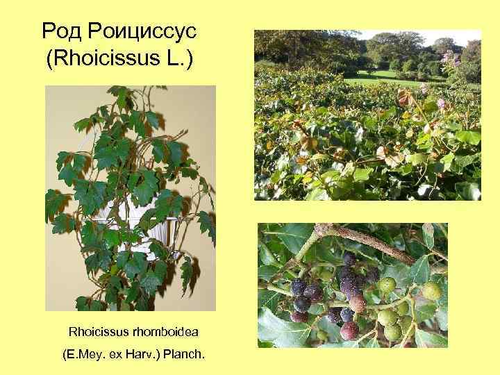 Род Роициссус (Rhoicissus L. ) Rhoicissus rhomboidea (E. Mey. ex Harv. ) Planch. 