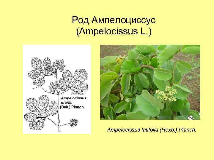 Род Ампелоциссус (Ampelocissus L. ) Ampelocissus latifolia (Roxb. ) Planch. 