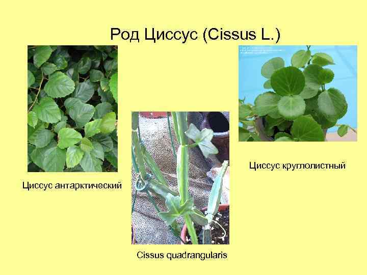 Род Циссус (Cissus L. ) Циссус круглолистный Циссус антарктический Cissus quadrangularis 