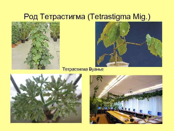 Род Тетрастигма (Tetrastigma Mig. ) Тетрастигма Вуанье 