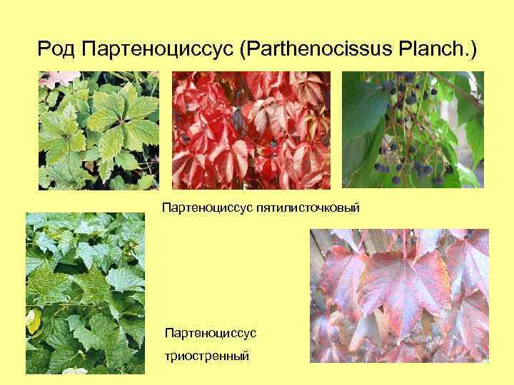 Род Партеноциссус (Parthenocissus Planch. ) Партеноциссус пятилисточковый Партеноциссус триостренный 