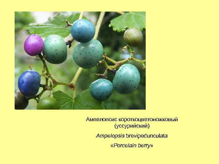 Ампелопсис короткоцветоножковый (уссурийский) Ampelopsis brevipedunculata «Porcelain berry» 