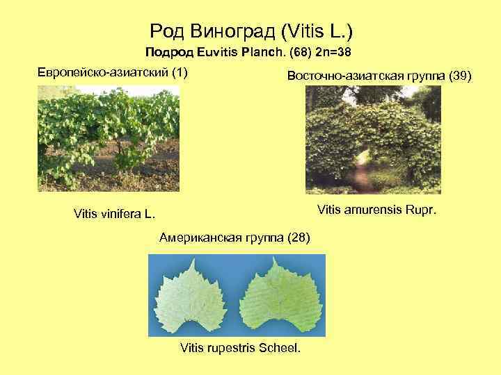 Род Виноград (Vitis L. ) Подрод Euvitis Planch. (68) 2 n=38 Европейско-азиатский (1) Восточно-азиатская