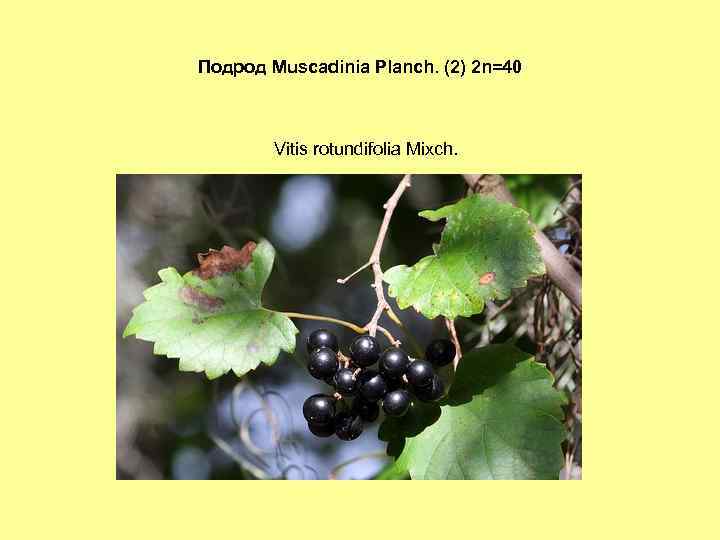 Подрод Muscadinia Planch. (2) 2 n=40 Vitis rotundifolia Mixch. 