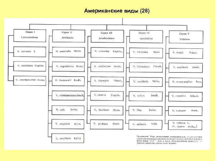 Американские виды (28) 