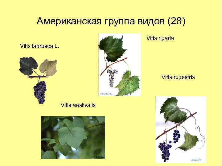 Американская группа видов (28) Vitis riparia Vitis labrusca L. Vitis rupestris Vitis aestivalis 