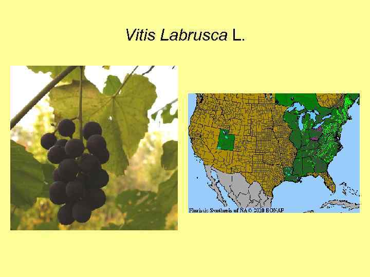 Vitis Labrusca L. 