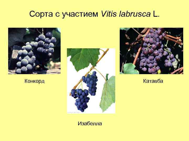 Сорта с участием Vitis labrusca L. Конкорд Катавба Изабелла 